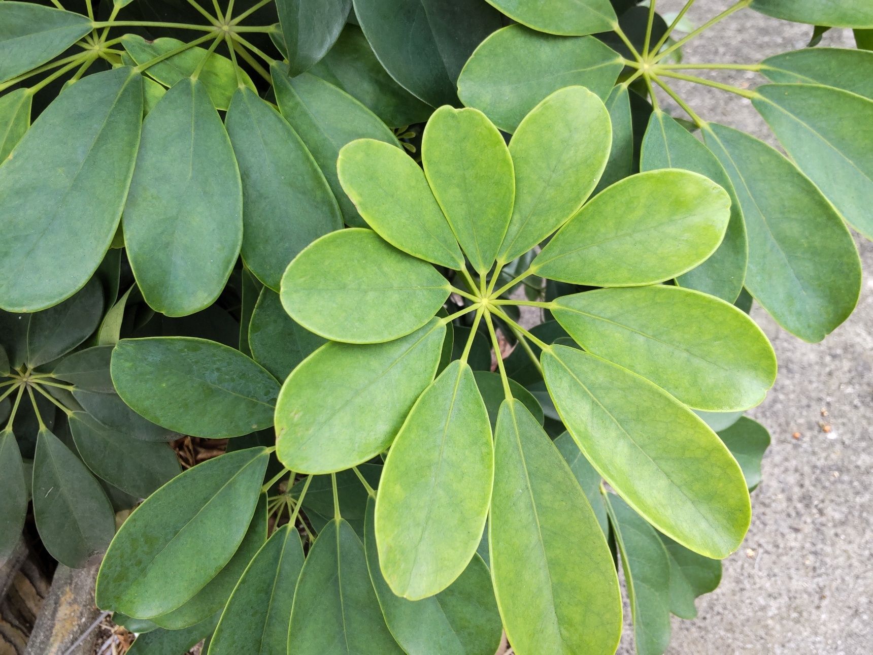 カポックは初心者でも育てやすい植物。室内だけでなく、道端でもよく見かけます