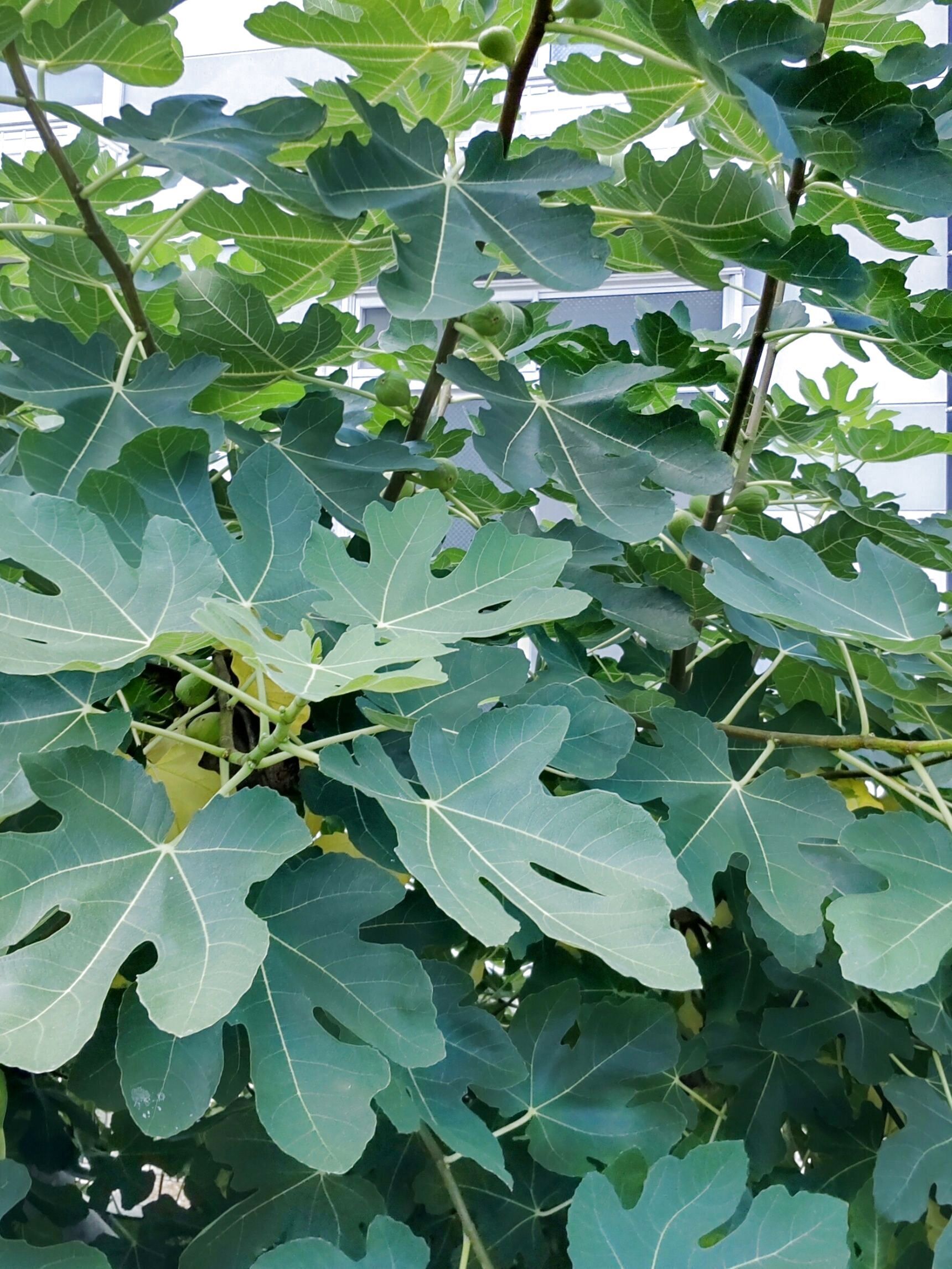 この植物は「無花果」です。いちじくと読みます。別名「映日果」とも呼ばれています