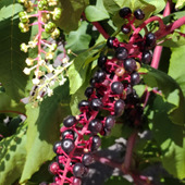 【8月道端の超危険植物】1粒でもアウトな猛毒植物に異変が…！ゾンビ化する雑草、枯れても危険？