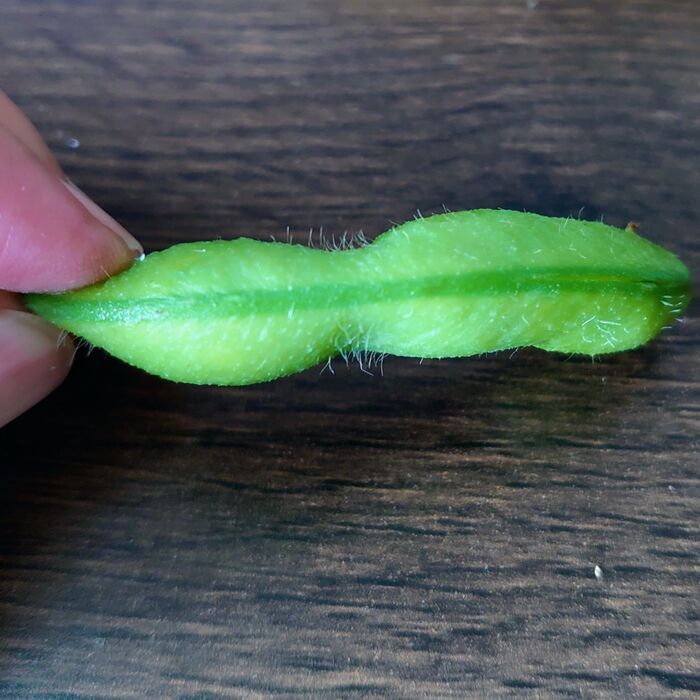 【枝豆の皮】簡単に剥けるよ!!☆大人の自由研究☆|生活のアイデア|暮らしニスタ