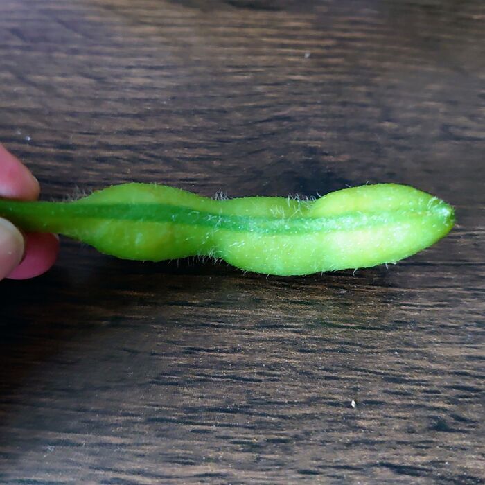 【枝豆の皮】簡単に剥けるよ!!☆大人の自由研究☆|生活のアイデア|暮らしニスタ