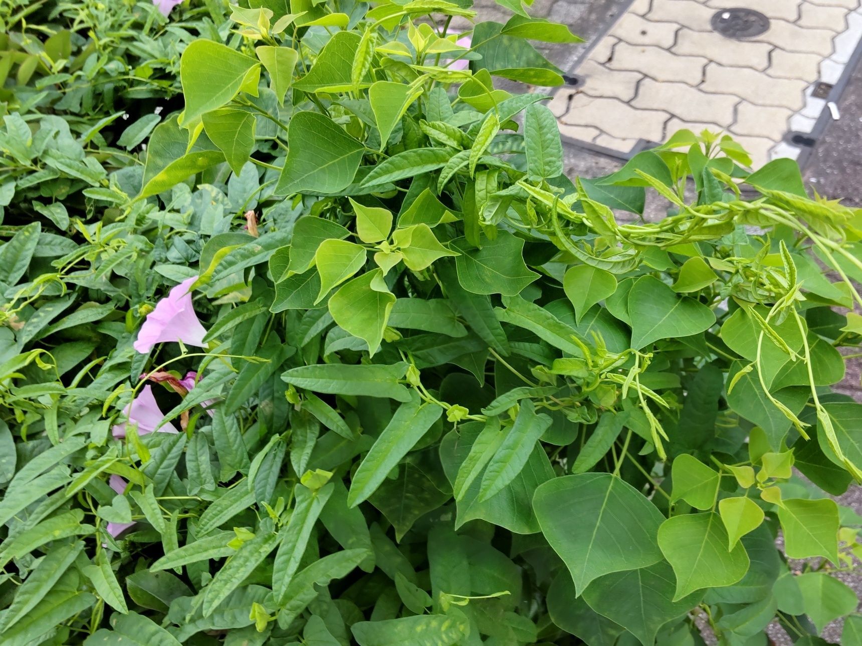 街中にも危険な植物が野生化していますよ