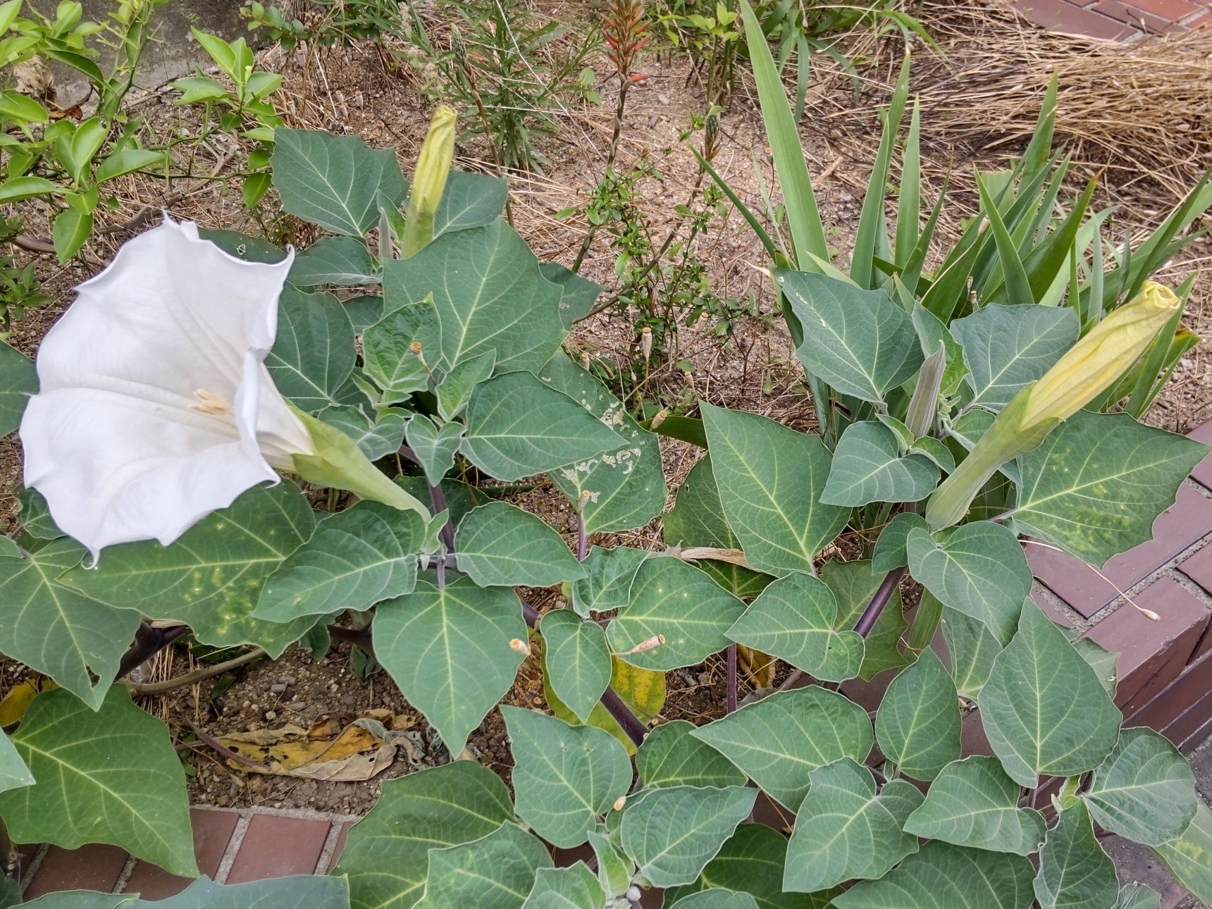 こちらは絶対に口にしてはいけない。恐ろしい植物です