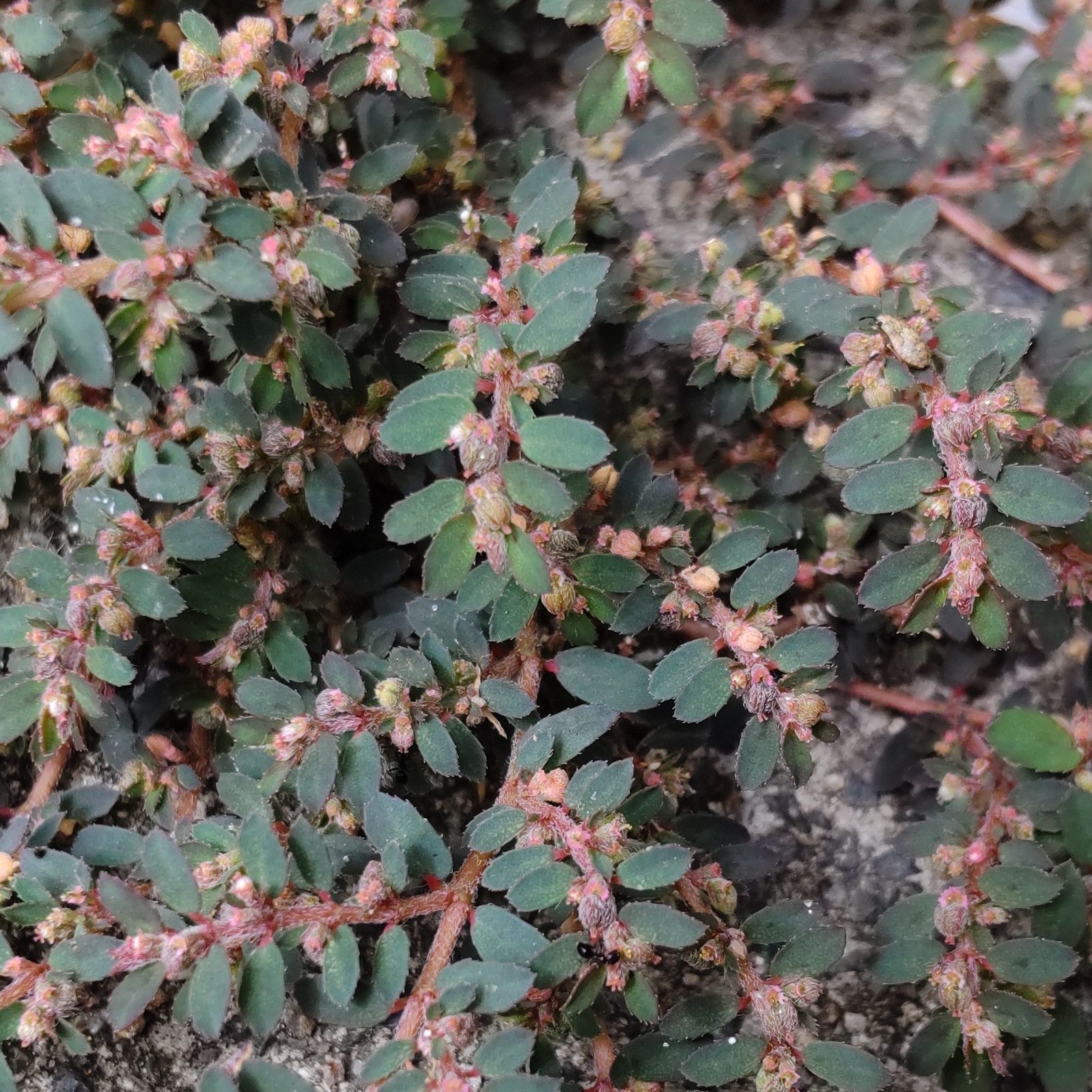 こちらは「コニシキソウ（小錦草）」です。