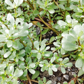 【8月の道端の雑草】いざという時に役に立つ雑草♡こちらに似た毒草って？類似の葉を持つ可愛いお花って？