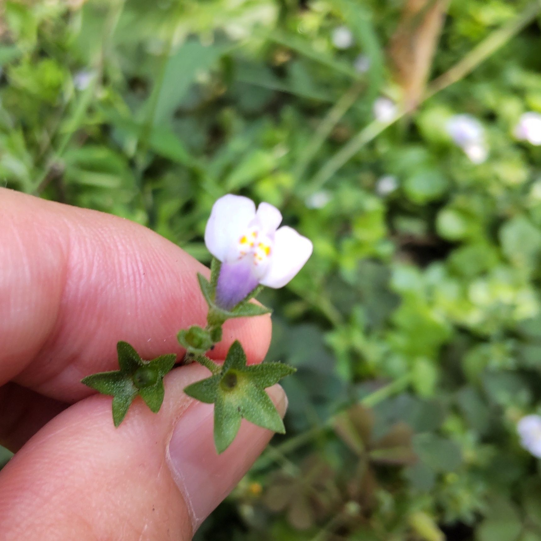 トキワハゼの花言葉は「いつもと変わらぬ心」です