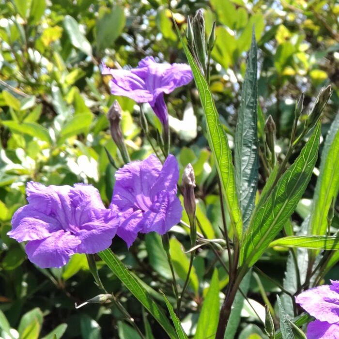 今では雑草扱いを受ける、愛らしいお花「ヤナギバルイラソウ」