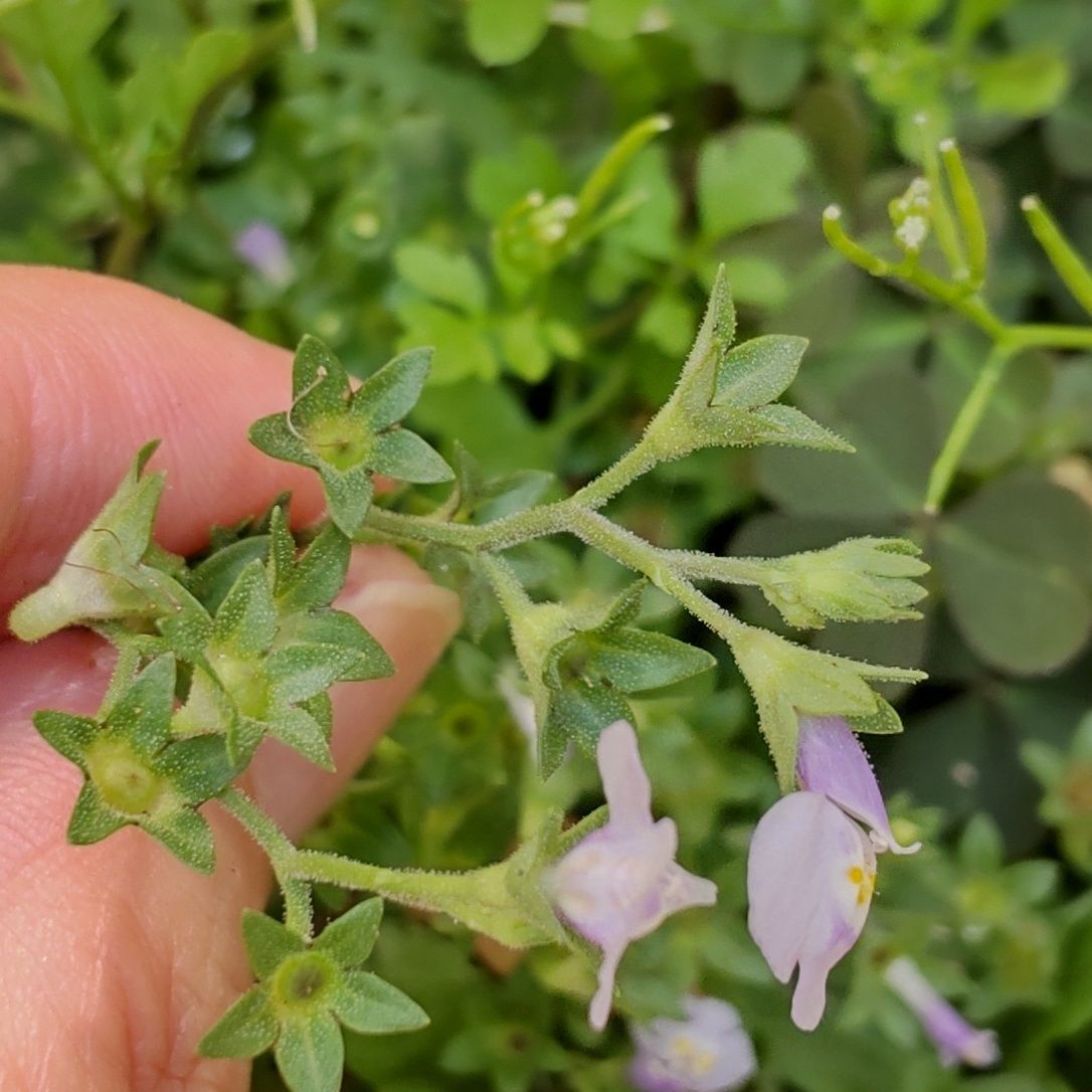 花が年中見られること、果実がはじけて種を播くことから「常葉爆」と呼ばれます