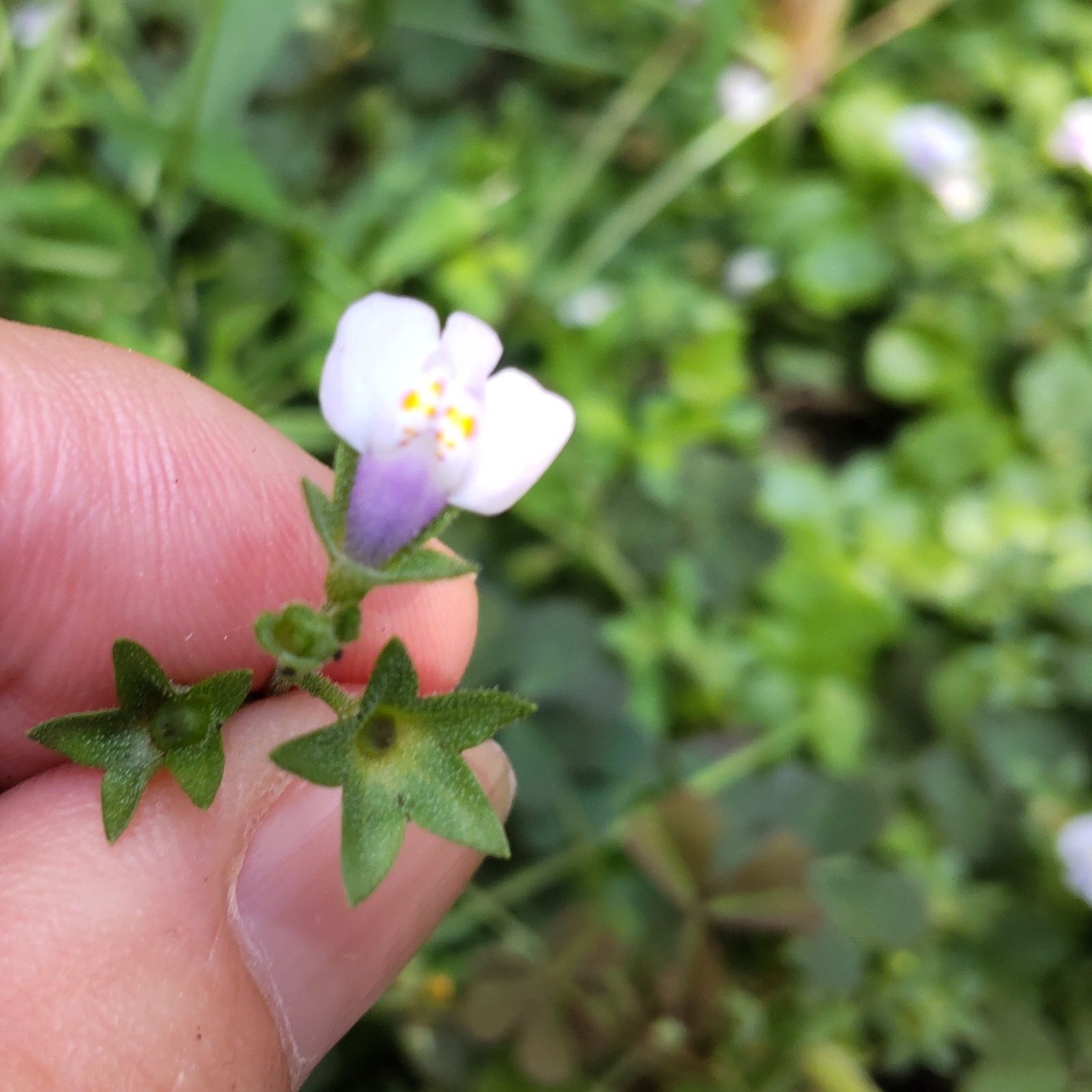 【8月道端の雑草】駆除しないでおいた雑草♡ミニミニサイズの可愛いお花に星型のがく「トキワハゼ」って？