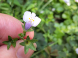 【8月道端の雑草】駆除しないでおいた雑草♡ミニミニサイズの可愛いお花に星型のがく「トキワハゼ」って？