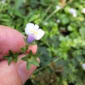 【8月道端の雑草】駆除しないでおいた雑草♡ミニミニサイズの可愛いお花に星型のがく「トキワハゼ」って？