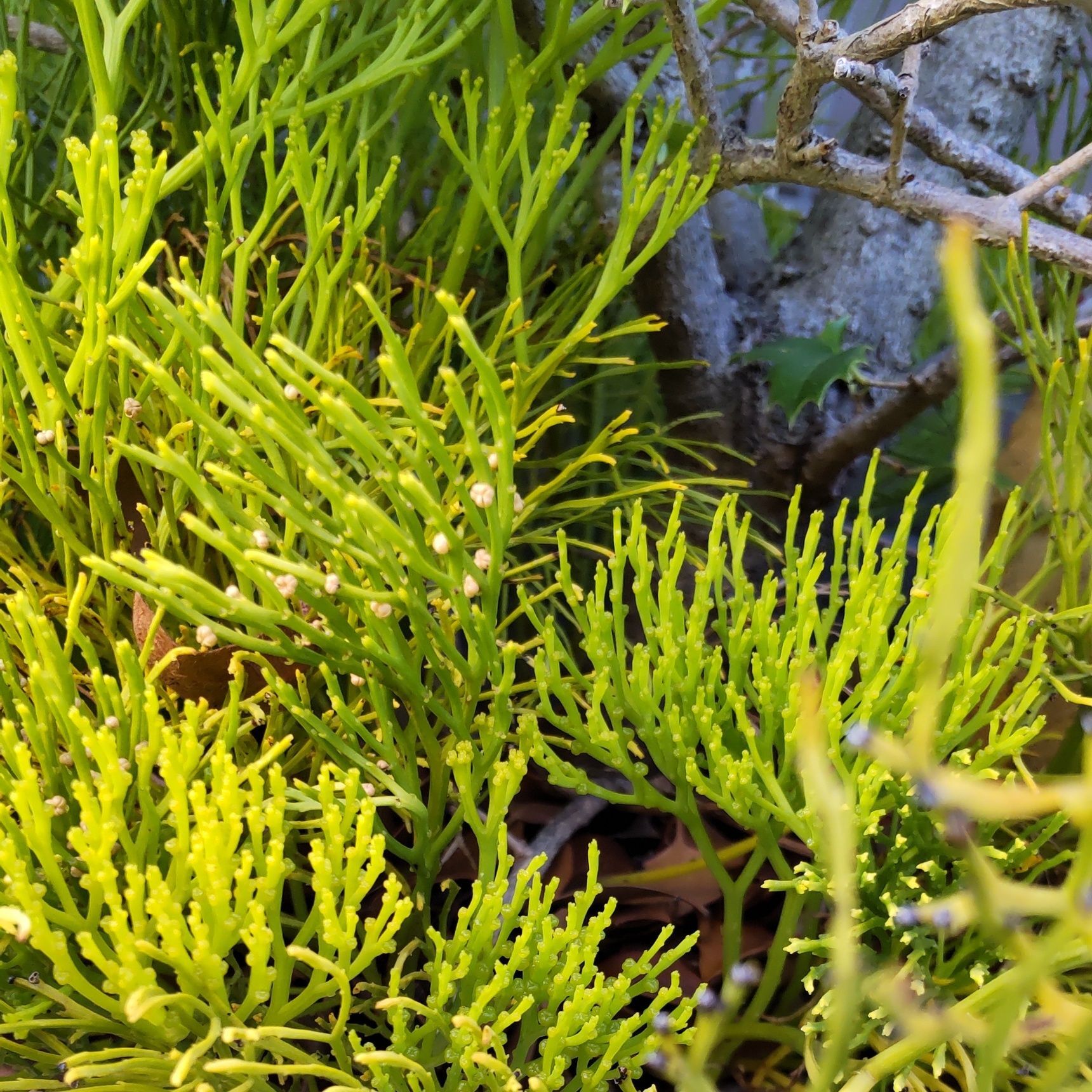 この植物は「松葉欄」、別名「ホウキラン」