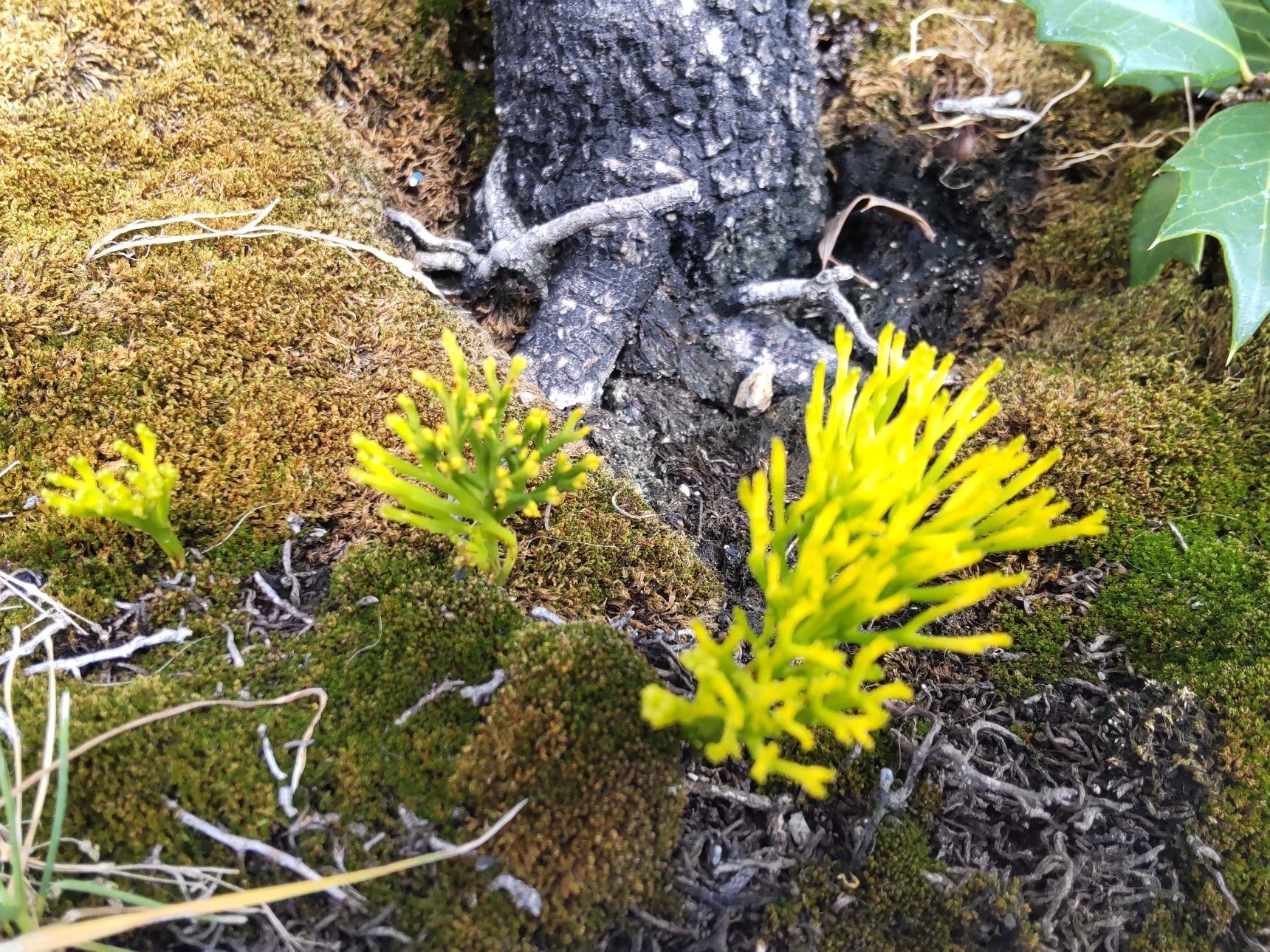 【8月の道端】毒はあるの？新種のキノコ？絶滅危惧植物？非常に珍しいものなんですよー！