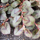 【8月の道端】夏場の姿にゾッとしますー？金平糖のようなピンクの花を咲かせる「ヒメツルソバ」の夏の顔。