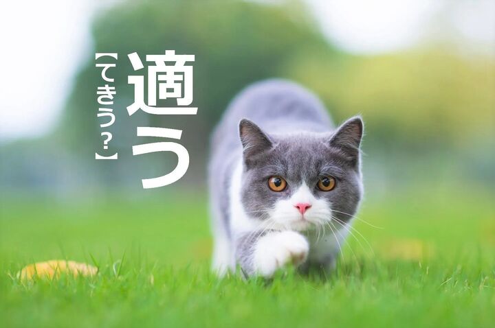 【適う】を「てきう」と読むと笑われます!【読めないと恥ずかしい漢字クイズ】