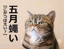 【五月蠅い】を「ごがつばえい」と読むと笑われます！【読めないと恥ずかしい漢字クイズ】