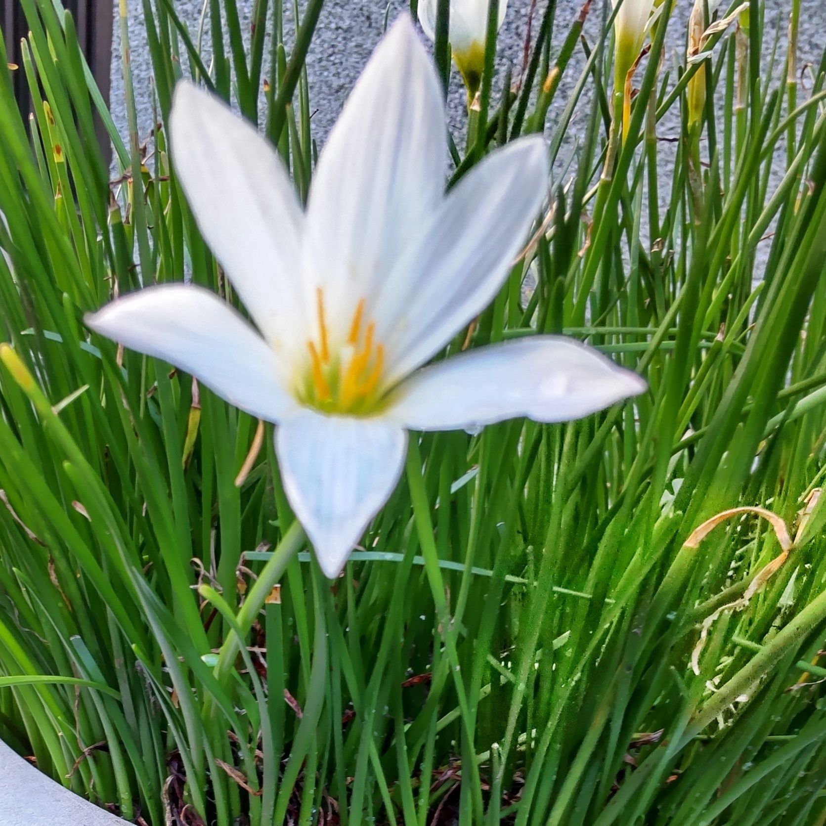 この植物は「タマスダレ」です