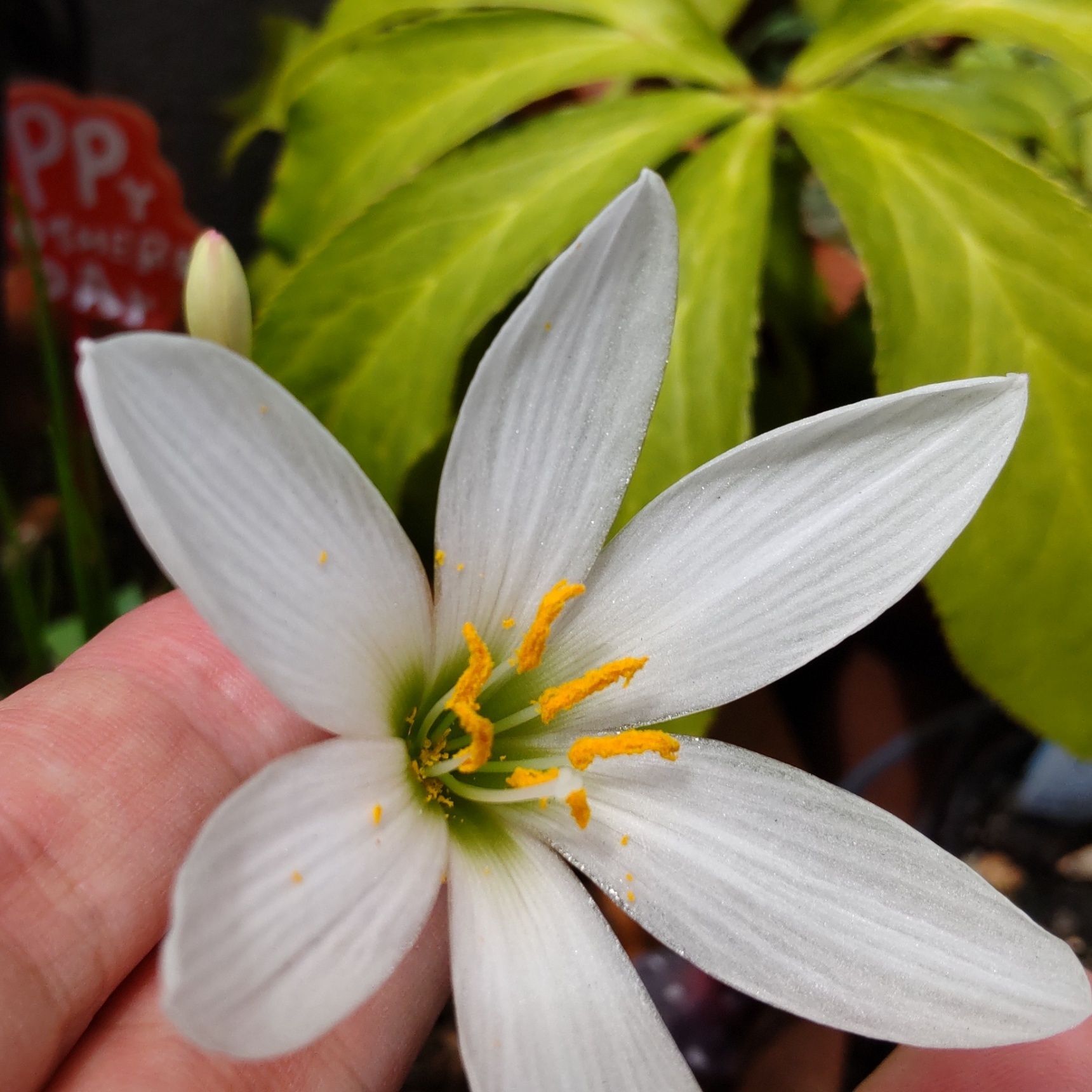 タマスダレの花言葉は「汚れなき愛」「純白の愛」「期待」「便りがある」