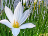 「8月、道端の毒あり植物」怖い！ヒガンバナ科？花言葉は「純白の愛」♡慎ましい顔して、図太いの♪