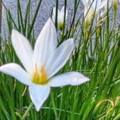 「8月、道端の毒あり植物」怖い！ヒガンバナ科？花言葉は「純白の愛」♡慎ましい顔して、図太いの♪