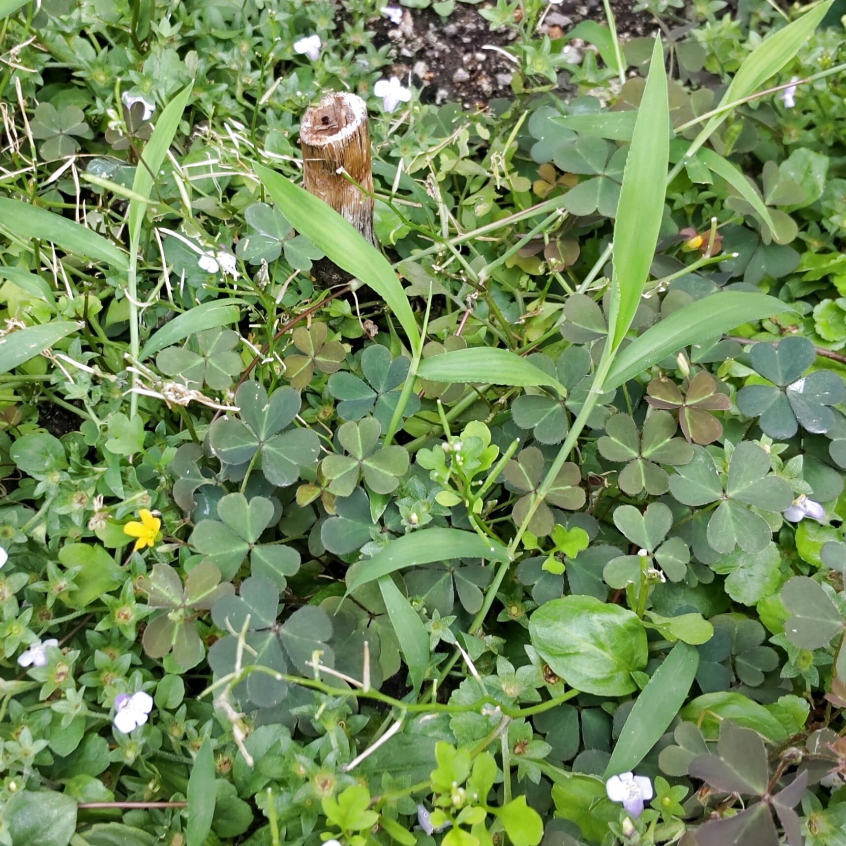 鉢の中にもよく生える厄介な雑草です