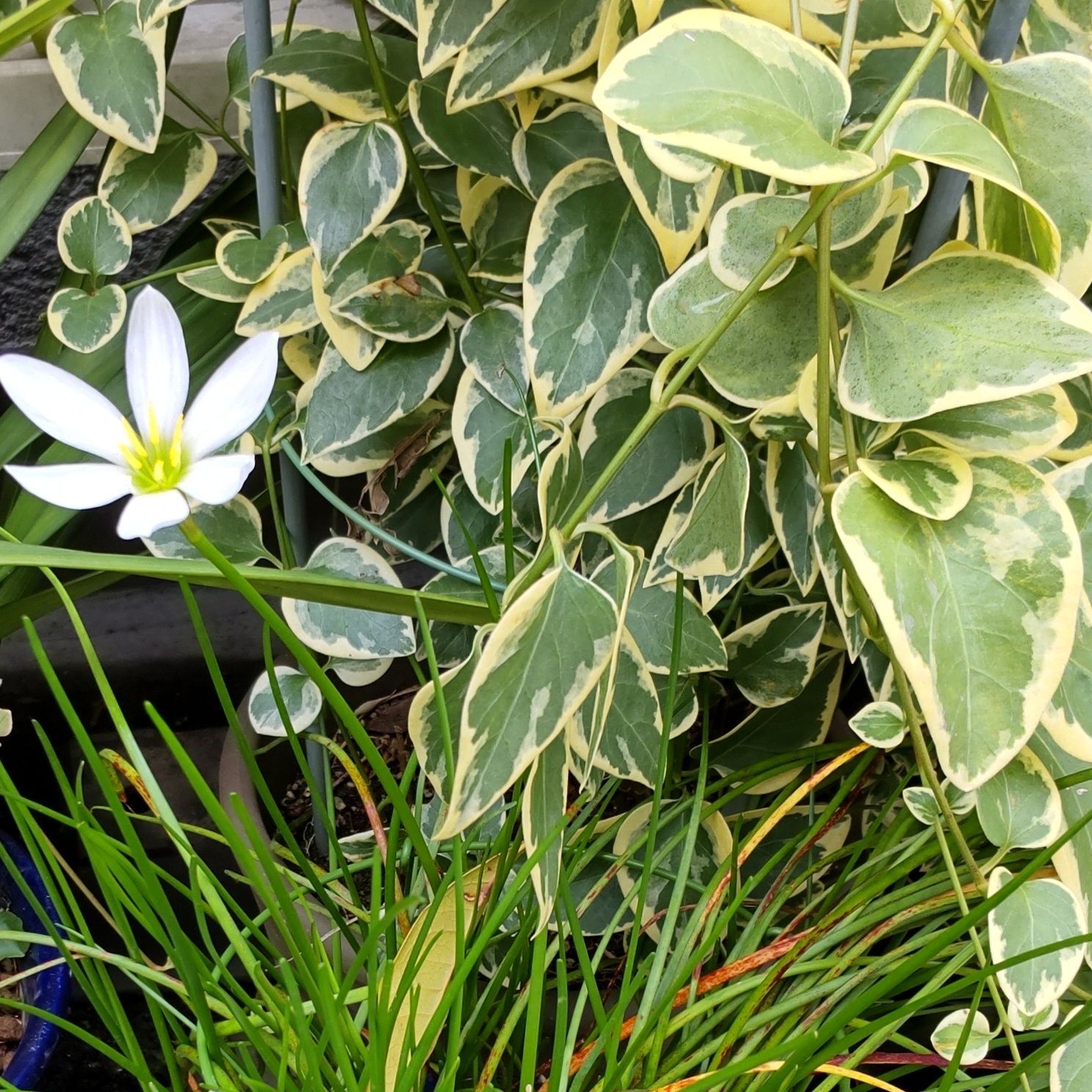 リコリン（アルカロイド成分）は全草に含まれていますが、特に、鱗茎や葉に多く含まれています