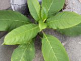 【夏秋の道端の危険】この植物は猛毒植物の幼い頃！見たら抜いて！簡単な見分け方のコツをご紹介！