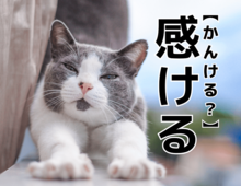 【感ける】を「かんける」と読むと笑われます！【読めないと恥ずかしい漢字クイズ】