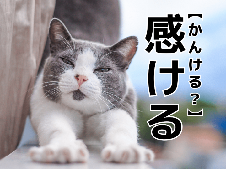 【感ける】を「かんける」と読むと笑われます!【読めないと恥ずかしい漢字クイズ】
