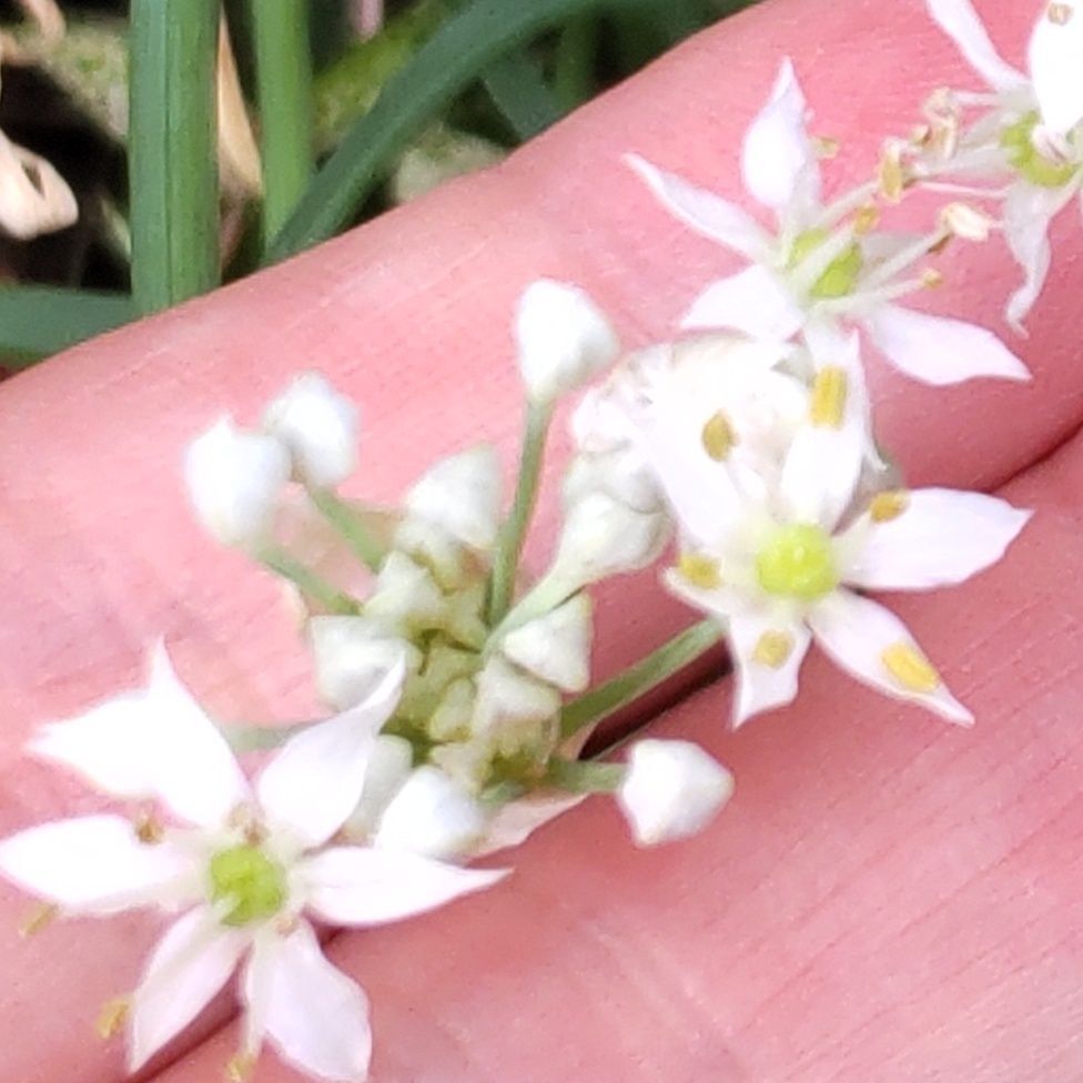 ニラ（韮）の花言葉は「多幸」「星への願い」。