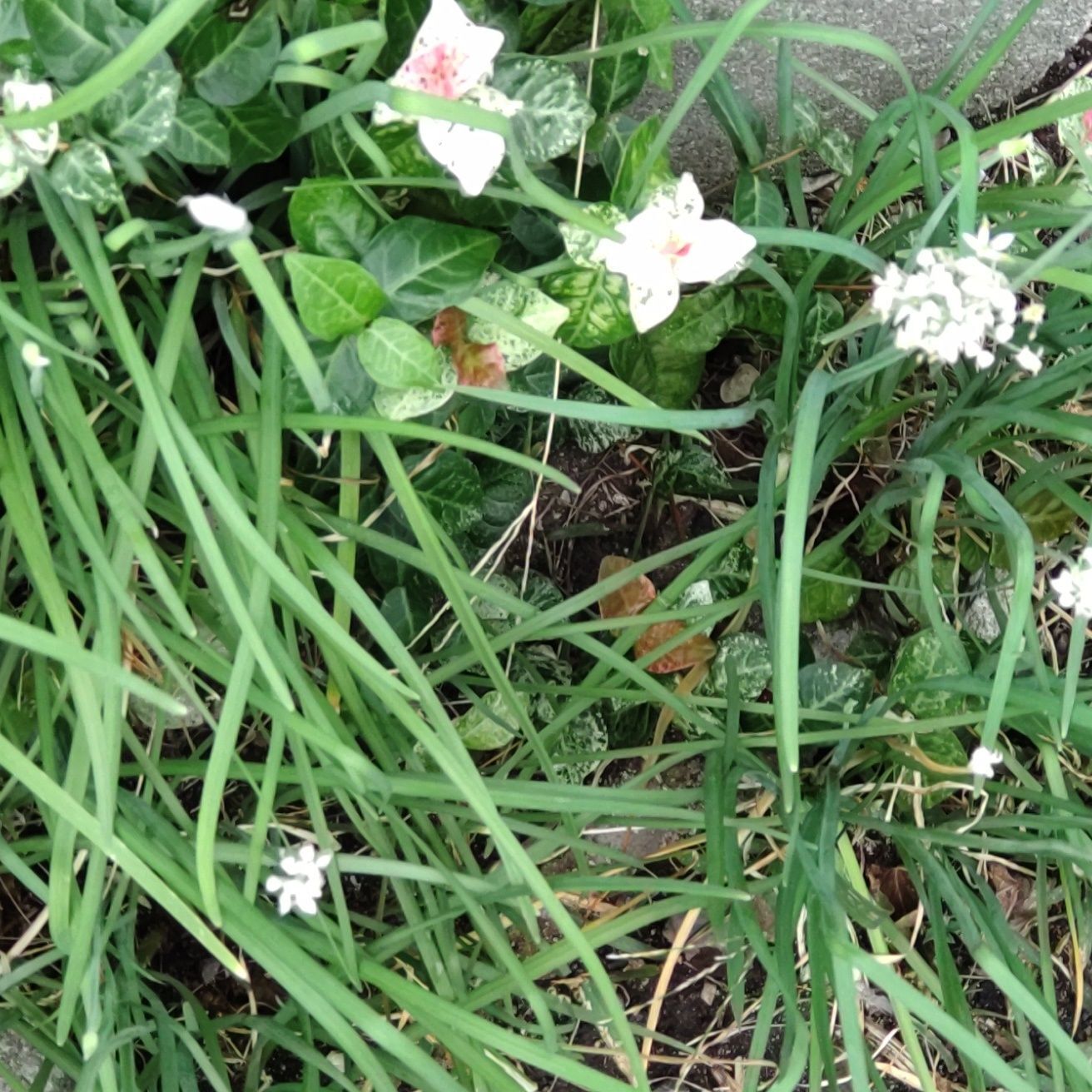 この植物は「ニラ」です。別名「懶人草（らんじんそう）」