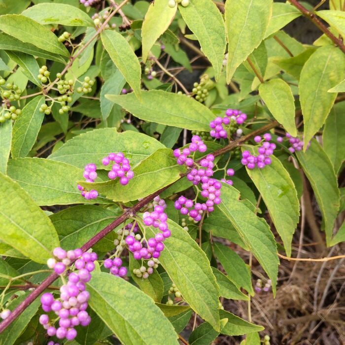 この植物は「紫式部」です