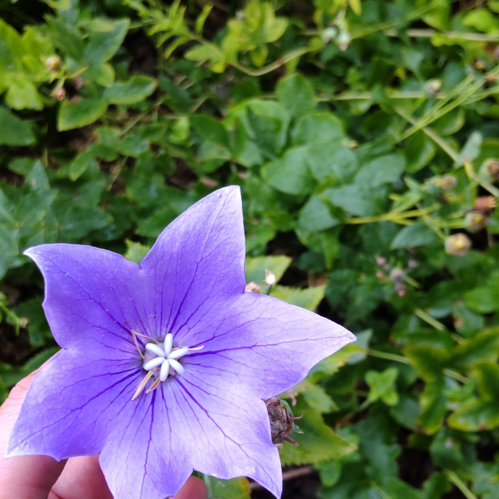 6枚の花びらのキキョウを見っけー！珍しいらしい。