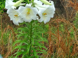 「9月の道端」恐ろしくも見える植物の「帯化現象」とは？ポツン！と不気味な白いユリの最終章の姿とは？