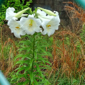 「9月の道端」恐ろしくも見える植物の「帯化現象」とは？ポツン！と不気味な白いユリの最終章の姿とは？