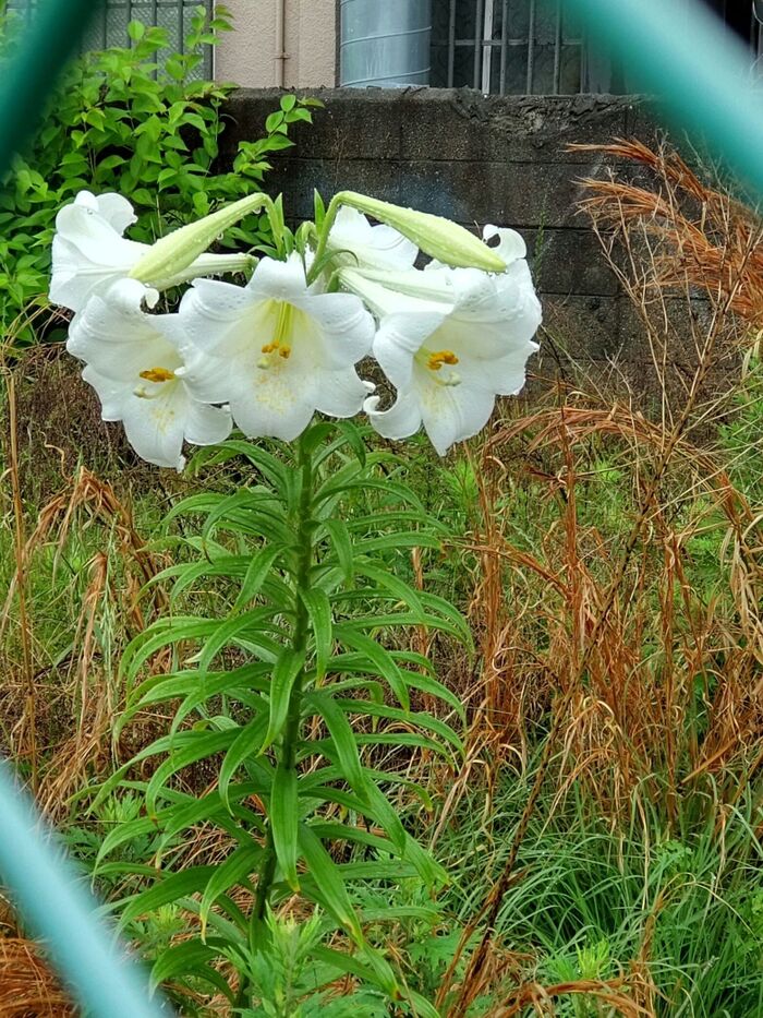 「9月の道端」恐ろしくも見える植物の「帯化現象」とは?ポツン!と不気味な白いユリの最終章の姿とは?