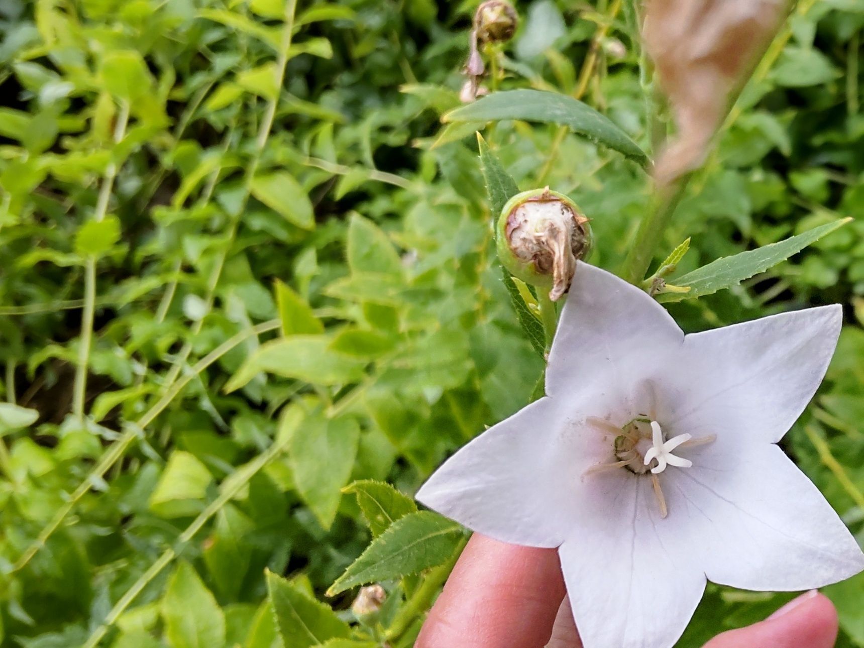 実は、キキョウはあまり知られていませんが、「有毒植物」です。
