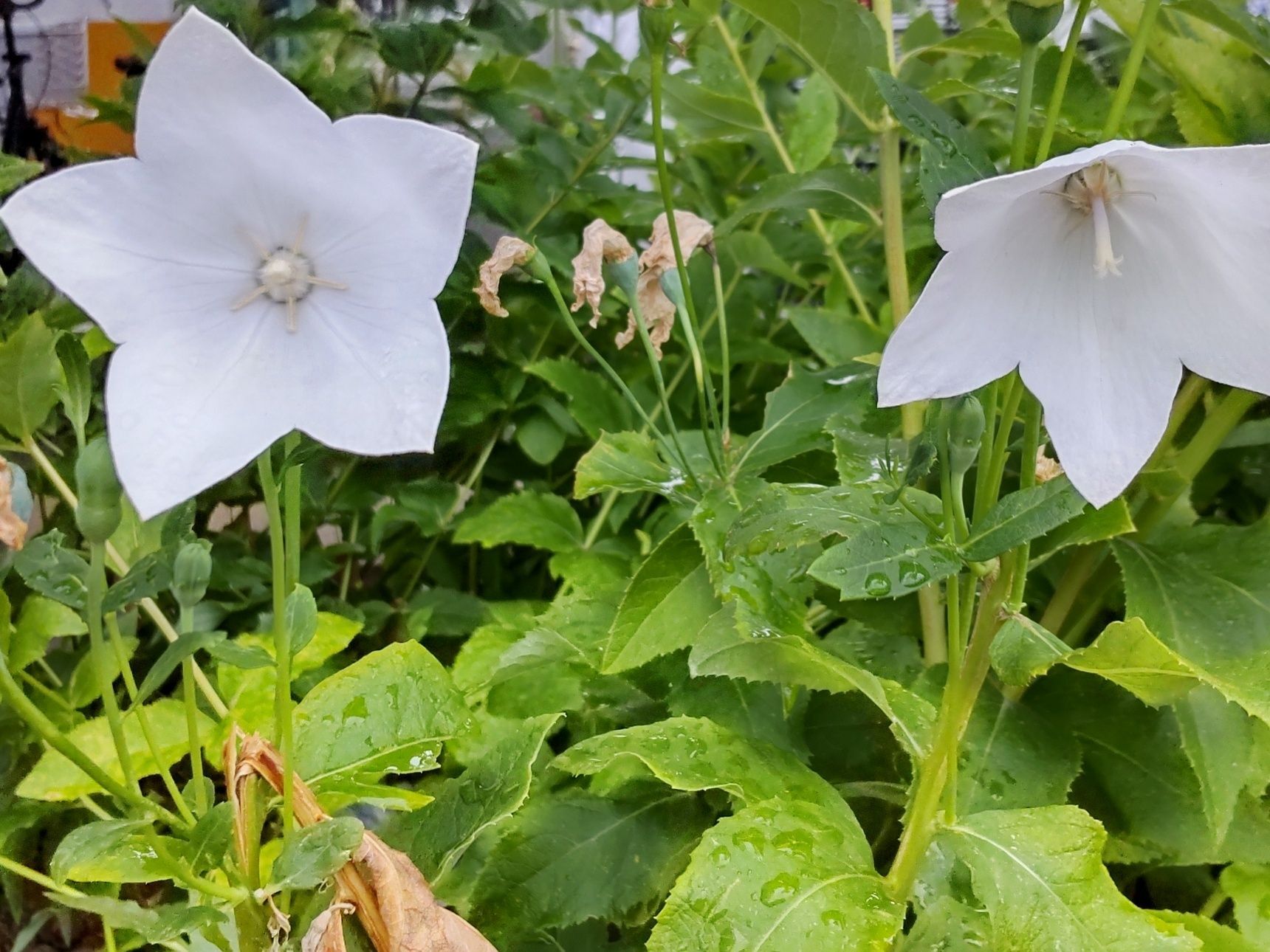この植物は「キキョウ（桔梗）」です。別名は、蟻の火吹き（ありのひふき）、盆花（ぼんばな）他。