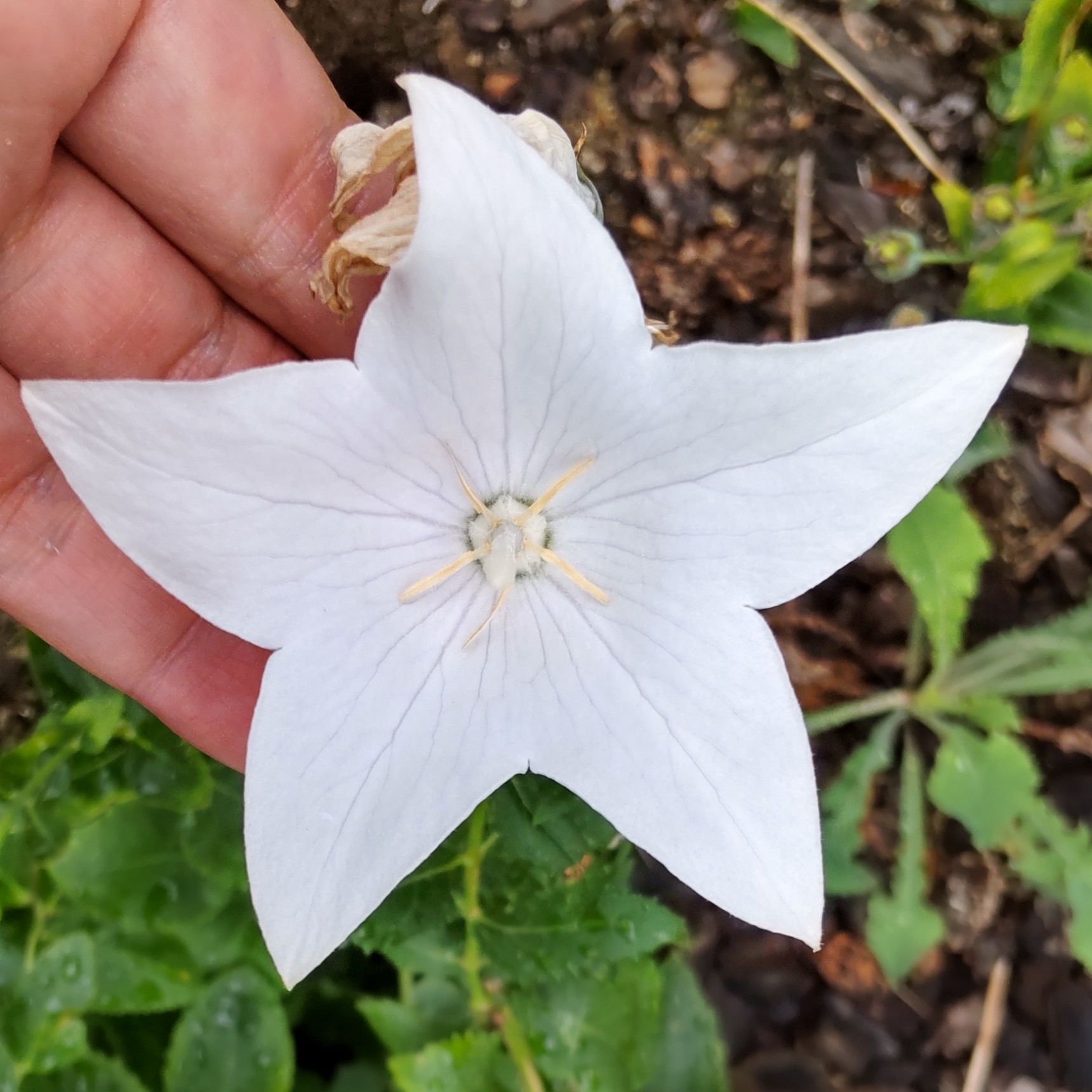 白のキキョウの花言葉は 「清楚」。