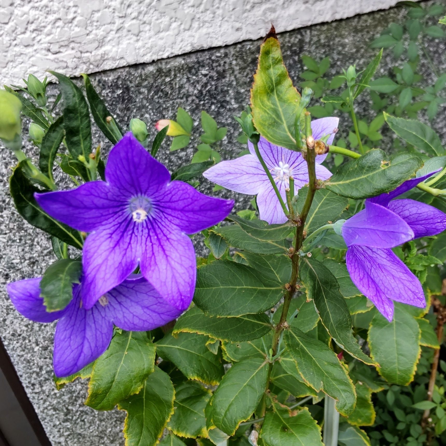 キキョウ全般の花言葉は「永遠の愛」「変わらぬ愛」「誠実」「気品」「従順」。