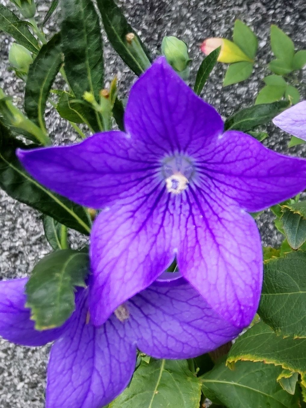 紫色のキキョウの花言葉は、「永遠の愛」「変わらぬ愛」「気品」「誠実」。