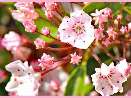 可愛らしく魅力的な花「カルミア/アメリカシャクナゲ/Kalmia latifolia」