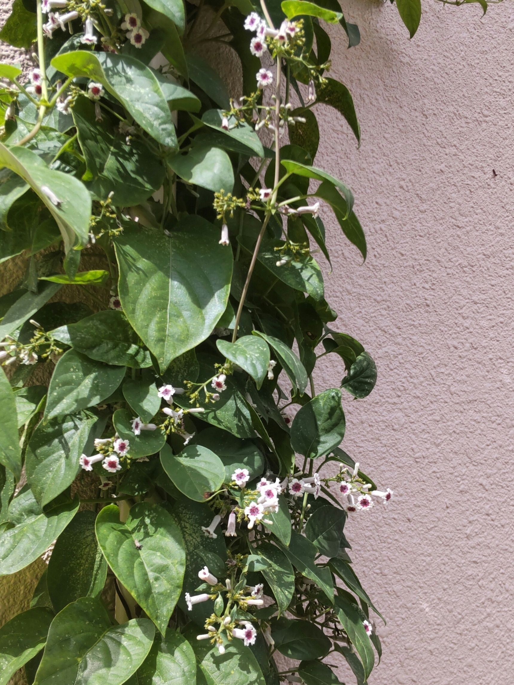 9月】季節の困りごと！臭い雑草「ヘクソカズラ」をほぼ無臭で駆除する方法ー！雑草に効く調味料って？｜生活のアイデア｜暮らしニスタ