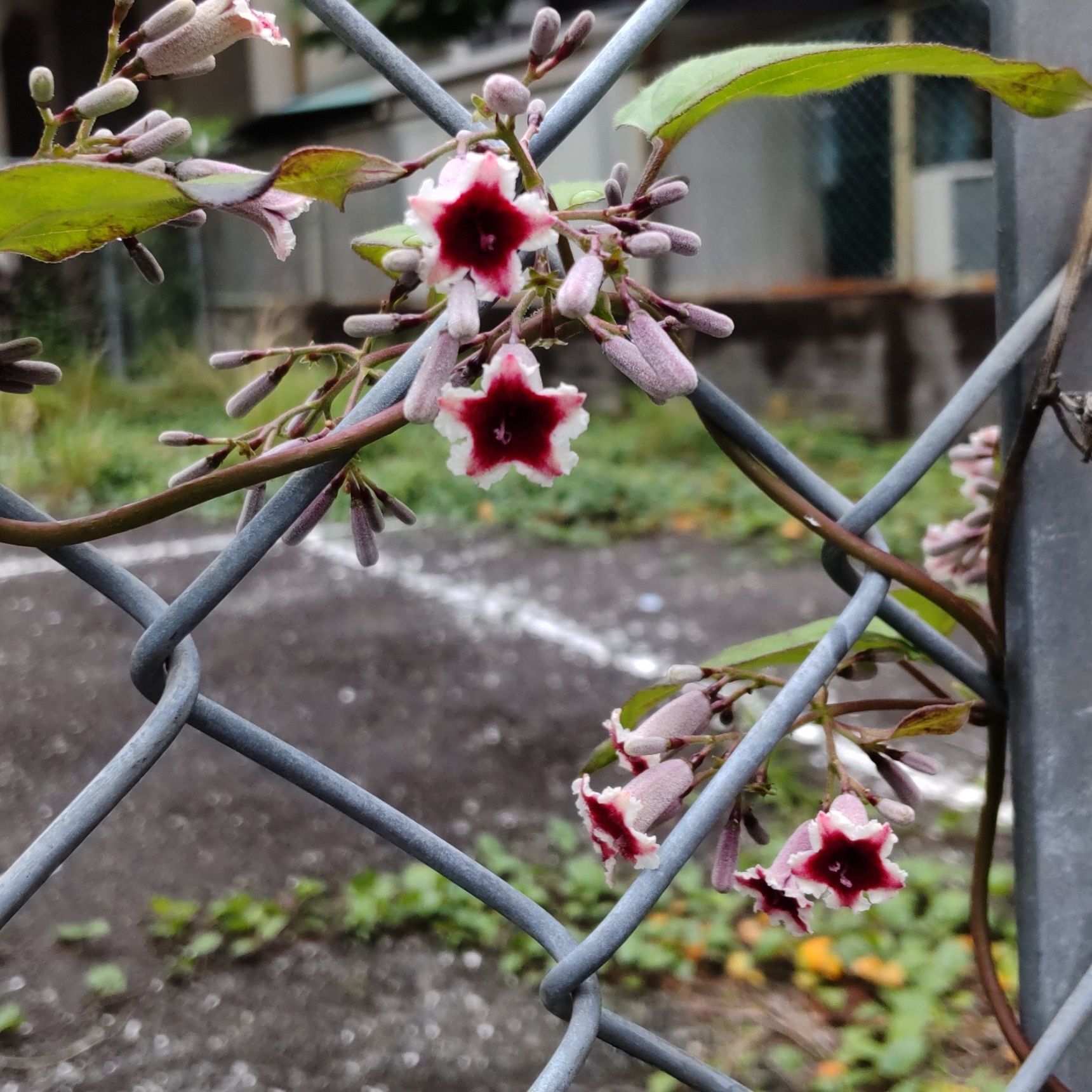 夏の花。 花色は白（中心は紅紫色）