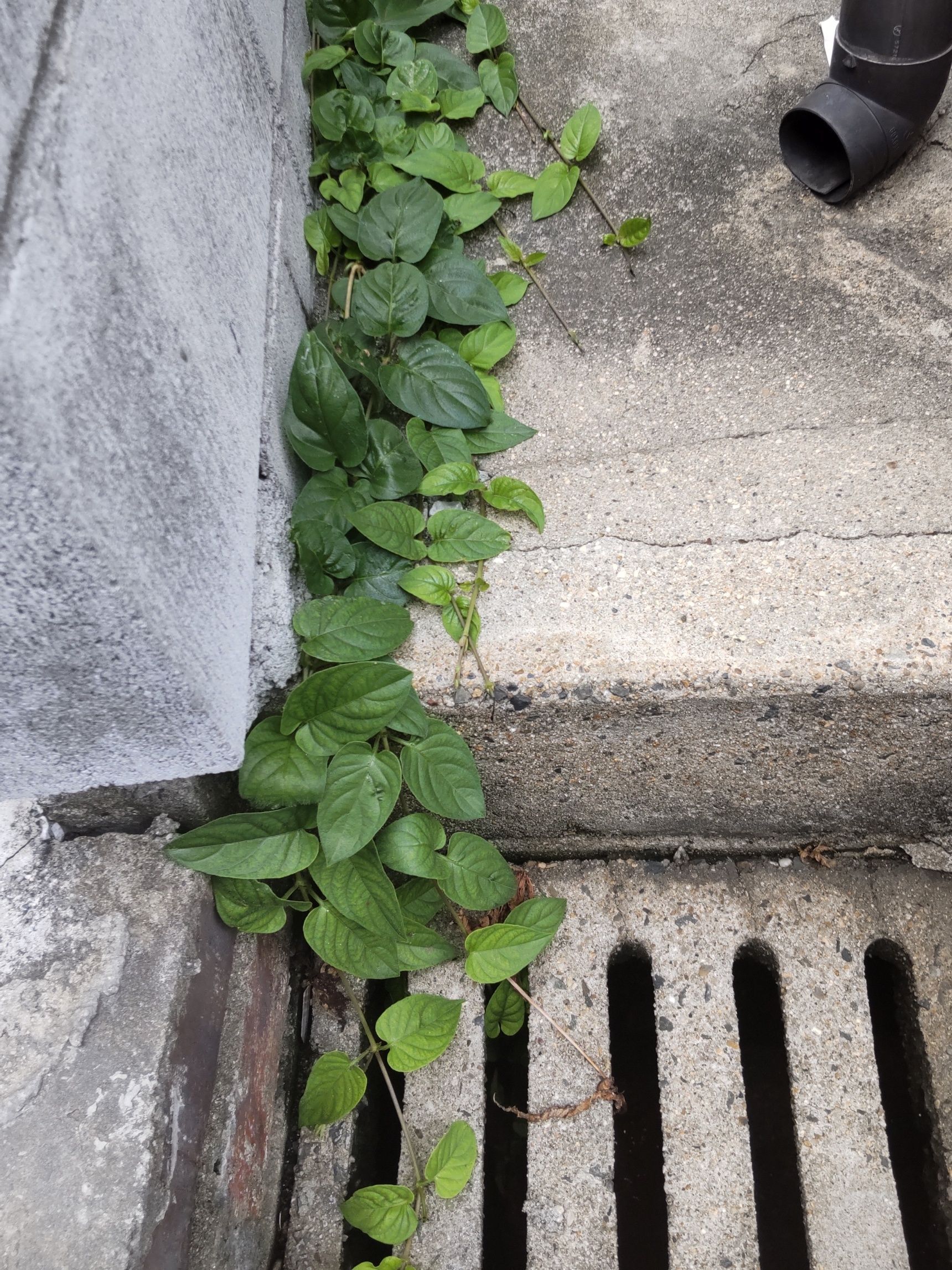 今は住んでいない植木を育てているお家があって…