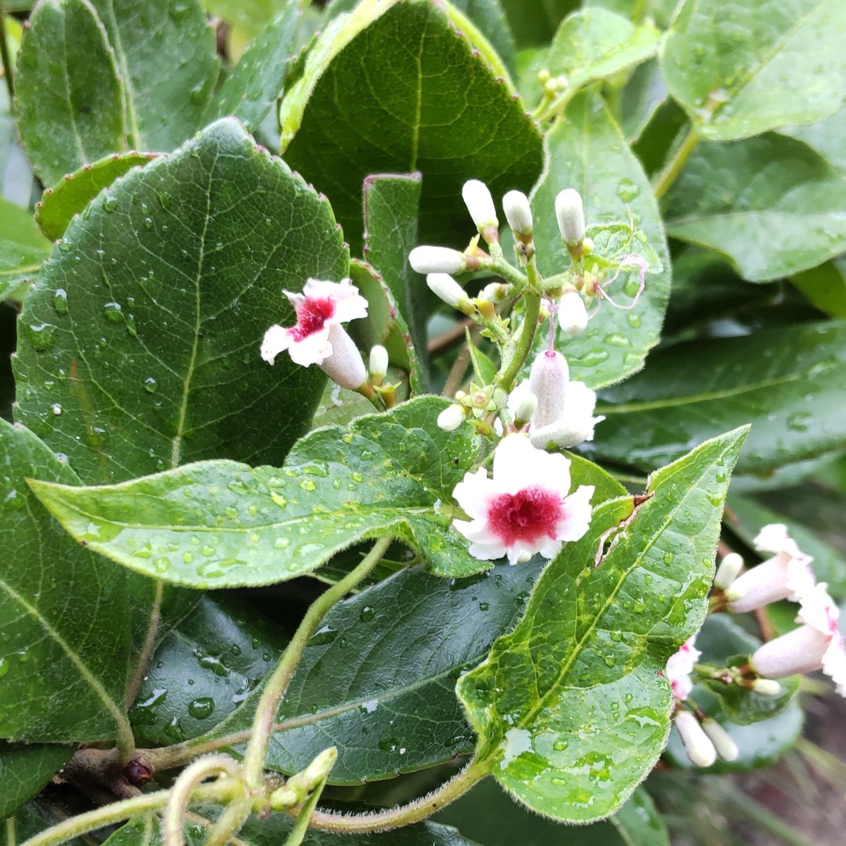 ヘクソカズラの花言葉 は「人嫌い」「誤解を解きたい」「意外性のある」