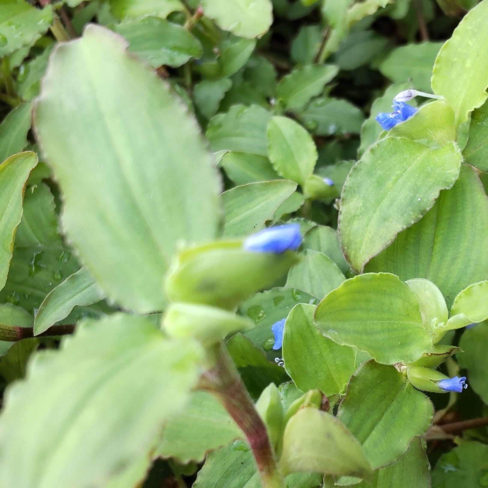 花が、出てきています。