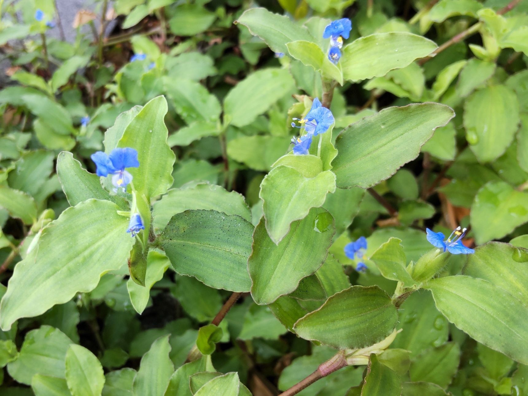 開花は、夏が終わるまでの季節！もうすぐ見れなくなりますね。