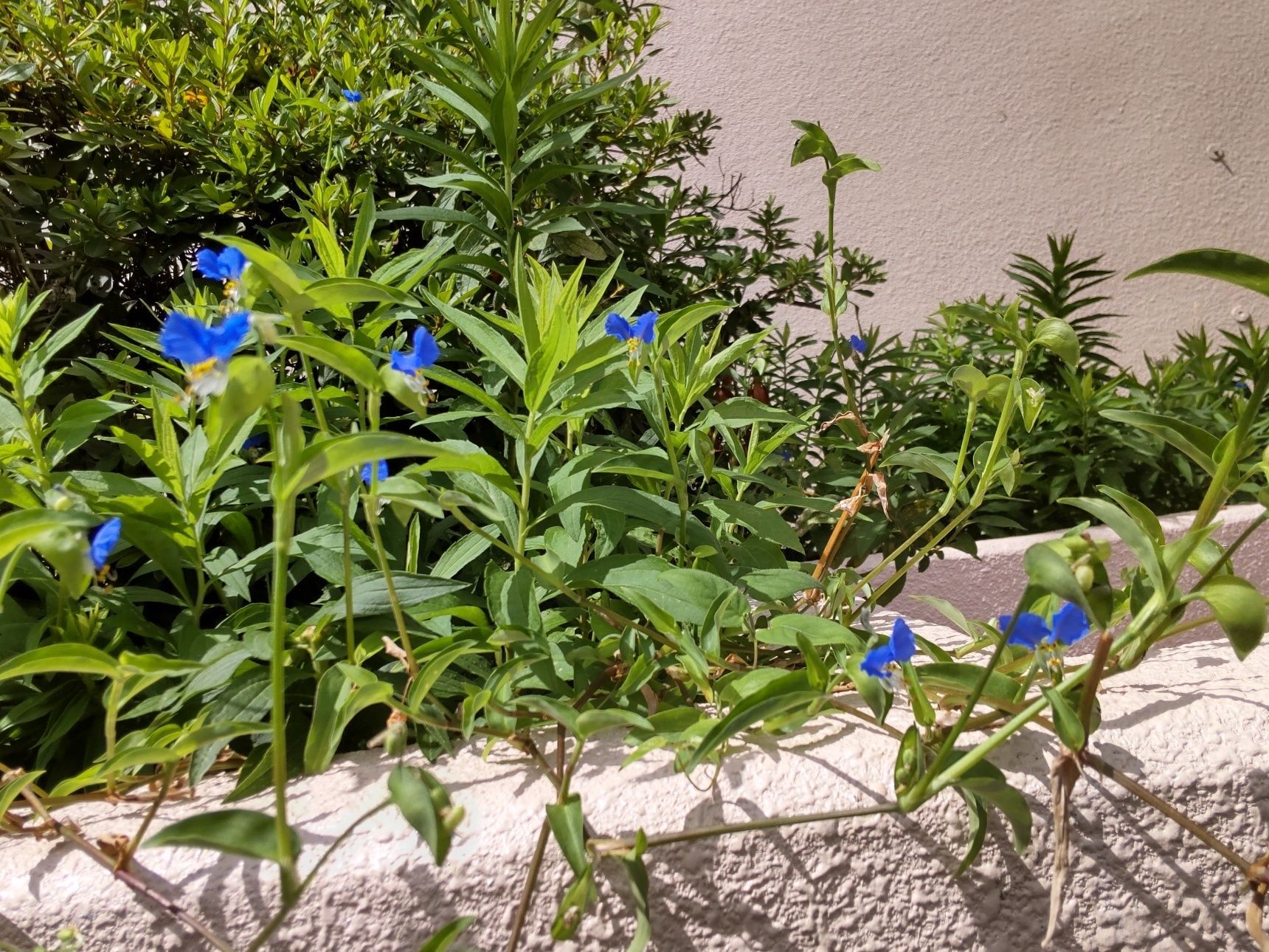 この植物は、「露草」です。