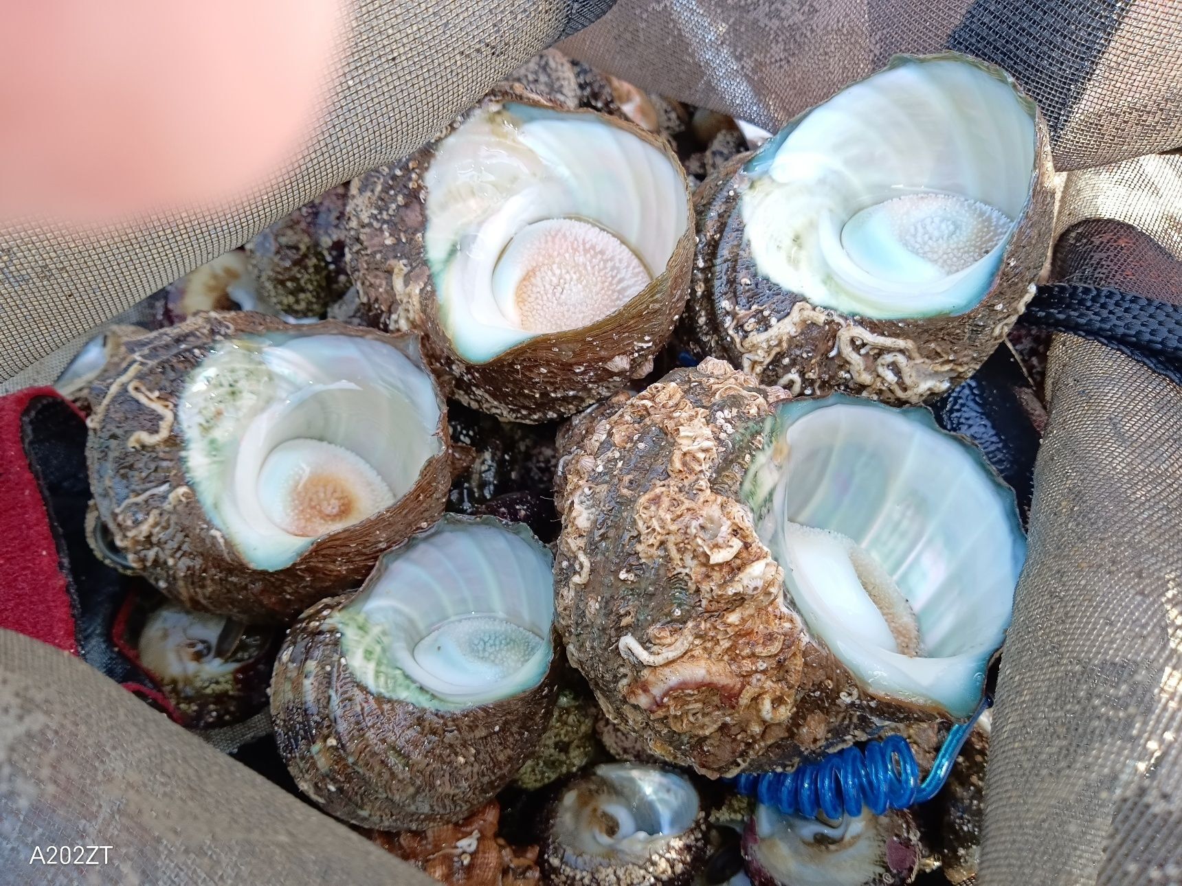 海の神様からの頂き物